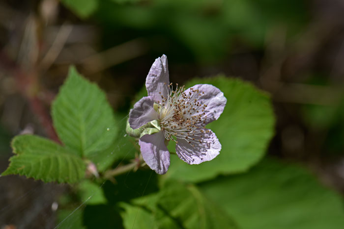 Whitebark Raspberry has white or white-pinkish flowers with 5 petals and numerous stamens. The petals are oblanceolate-elliptic in shape. Rubus leucodermis